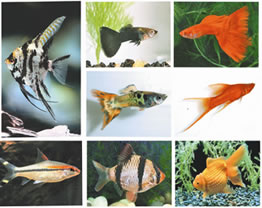 fish 1 SFA Living Gems